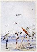 unknow artist flamingos vid v alfiskbukten i sydvastafrika en av baines manga illustrationer till anderssons stora fagelbok oil painting reproduction